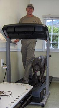 Rob exercising with a pit bull friend